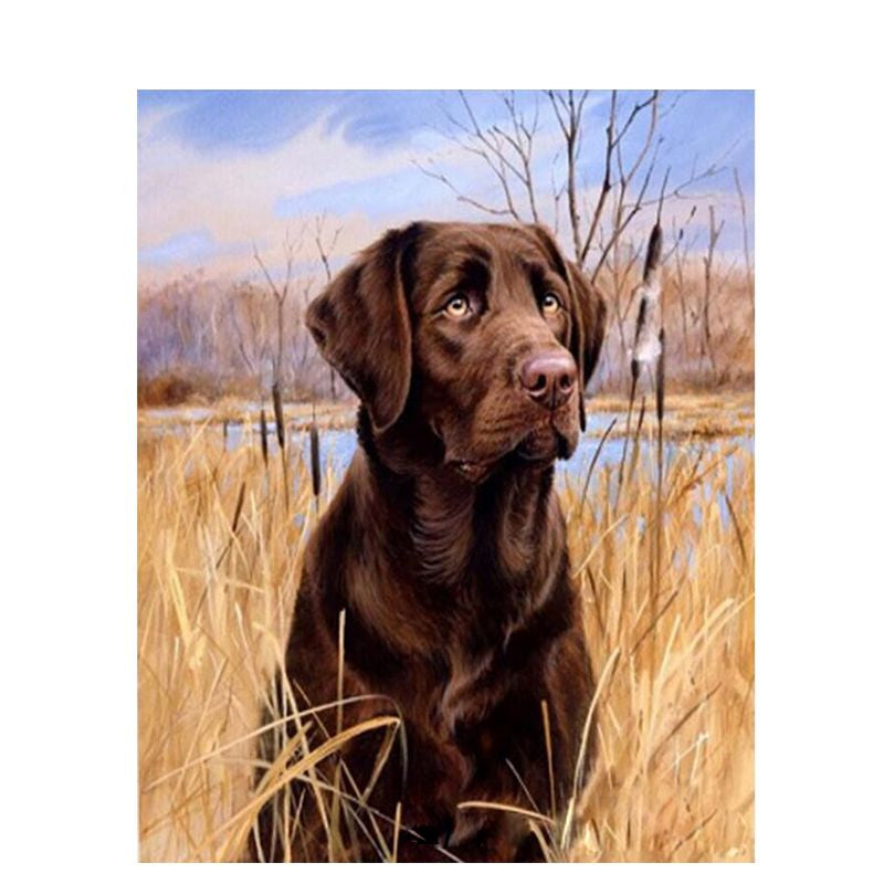 Labrador