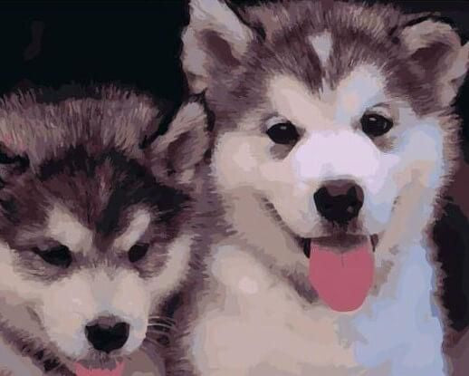Huskywelpen