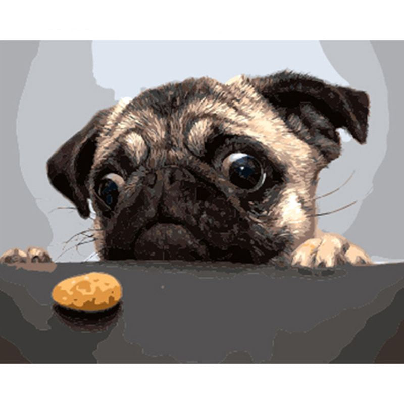 Mops mit Keks