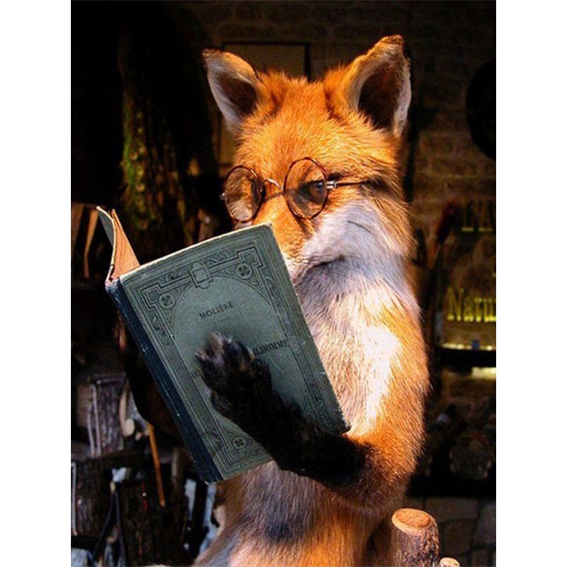 Fuchs am Lesen