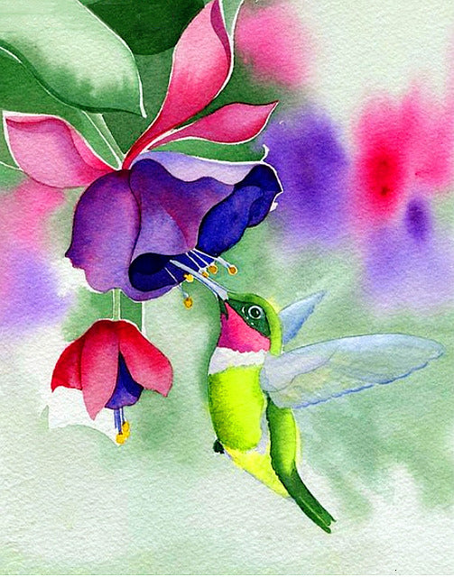 Kolibri